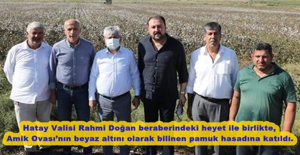 Vali Doğan, Kırıkhan’da Pamuk Hasadına Katıldı.