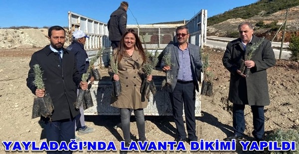 YAYLADAĞI’NDA LAVANTA DİKİMİ YAPILDI