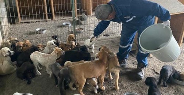 İSKENDERUN’DA SOKAK HAYVANLARI YALNIZ DEĞİL