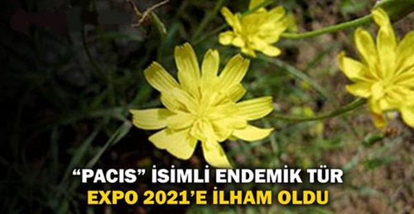 “PACİS” İSİMLİ ENDEMİK TÜR HATAY EXPO’YA İLHAM OLDU