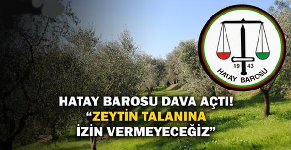 HATAY BAROSU DAVA AÇTI: “ZEYTİN TALANINA MÜSAADE ETMEYECEĞİZ”