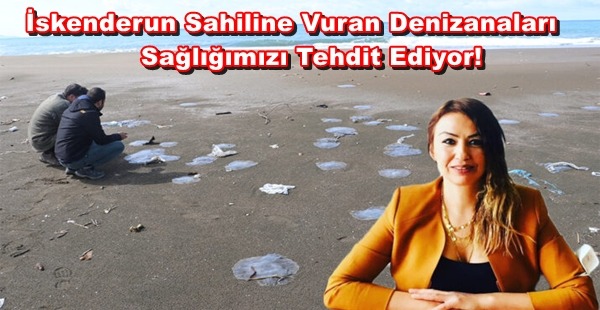 İSKENDERUN SAHİLİNE VURAN DENİZANALARI SAĞLIĞIMIZI TEHDİT EDİYOR!