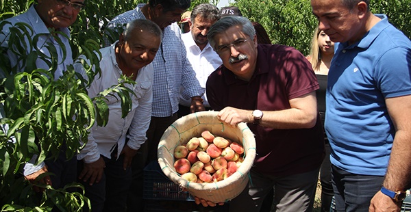 YASSI ŞEFTALİ HASADI BAŞLADI